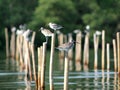 Shorebirds in Paknam Prasae