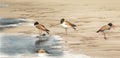 Shorebird Beach Scene