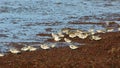 Shorebirds on a Shore in Brittany