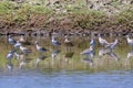 Shorebirds 840650