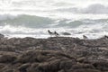 Shorebirds waitng for the tide