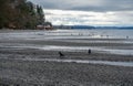 Shoreline Birds Landscape