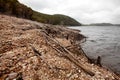 Shoreline of Lake Burbury Tasmania Royalty Free Stock Photo