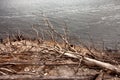 Shoreline of Lake Burbury Tasmania Royalty Free Stock Photo