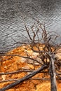 Shoreline of Lake Burbury Tasmania Royalty Free Stock Photo