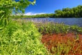 Little Horsehead Lake Landscape Wisconsin Royalty Free Stock Photo