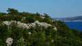 Shoreline rocks surrounded by trees, shrubs and other vegetation a bay near Paklenica national park.