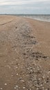 Shoreline Serenade: Tracing the Trail of Tiny Seashells Along the Sea\'s Edge