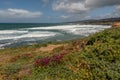 Shoreline of Stewarts Point and ice plant Royalty Free Stock Photo