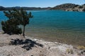 Shoreline tree at Bill Evans Lake in New Mexico Royalty Free Stock Photo