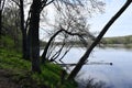 Shoreline Views of a River with Trees Along the Shorelines and Deadfall in the Water