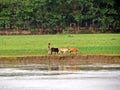 local farmer and his cattle along the waterways, Meghna River, Bangladesh Royalty Free Stock Photo
