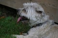 Shorkie puppy outdoors looking very shaggy and scruffy