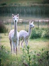 Alpaca with shorn fur standing in a Tasmanian farm