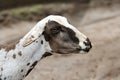 Shorn sheep Royalty Free Stock Photo