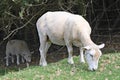 A shorn sheep grazes on the grass in a meadow