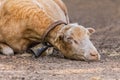 Shorn Sheep, Mallorca.