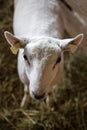 Shorn sheep