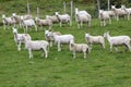 Shorn_sheeps Royalty Free Stock Photo