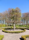 Shorn tree in spring garden, topiary art