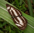 Short banded sailer butterfly perched on the leaves