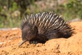 Short-beacked Echidna