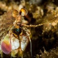 short beak mantis shrimp Royalty Free Stock Photo