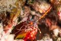 short beak mantis shrimp Royalty Free Stock Photo
