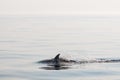 Short-Beaked Common Dolphin in Atlantic Ocean