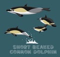 Short Beaked Common Dolphin Cartoon Vector Illustration