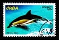 Short-beaked Common Dolphin (Delphinus delphis), Marine Mammals serie, circa 2004