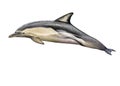 Short-beaked common dolphin Royalty Free Stock Photo