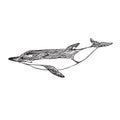 Short-beaked common dolphin, hand drawn doodle, sketch, vector outline illustration Royalty Free Stock Photo