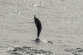 Short-beaked common dolphin jumping out of the water in the Pacific ocean in California Royalty Free Stock Photo