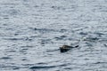 Short-beaked common dolphin swimming in Pacific ocean in California