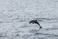 A Short-beaked common dolphins jumping out of the water in the Pacific ocean in California Royalty Free Stock Photo