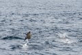 A Short-beaked common dolphins jumping out of the water in the Pacific ocean in California Royalty Free Stock Photo