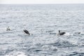 Short-beaked common dolphins swimming in Pacific ocean in California