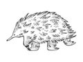 Short beaked echidna animal sketch engraving