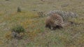 short-beaked echidna foraging at cradle mountain national park Royalty Free Stock Photo