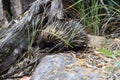 short-beaked echidna in the forest , on Magnetic Island, Queensland Australia