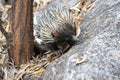 short-beaked echidna in the forest , on Magnetic Island, Queensland Australia