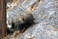 short-beaked echidna in the forest , on Magnetic Island, Queensland Australia