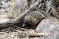 short-beaked echidna in the forest , on Magnetic Island, Queensland Australia