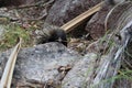 short-beaked echidna in the forest , on Magnetic Island, Queensland Australia