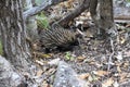 short-beaked echidna in the forest , on Magnetic Island, Queensland Australia