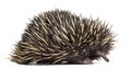 Short-beaked echidna isolated on white Royalty Free Stock Photo