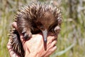 Short-beaked Echidna