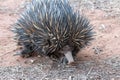 Short-beaked Echidna