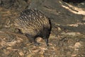 Short Beaked Echidna, tachyglossus aculeatus, Adult, Australia